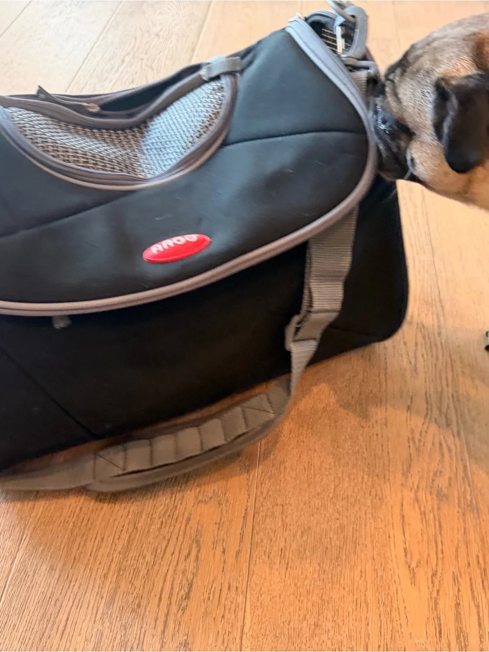 Black Pet Carrier soft Bag with Gray Trim